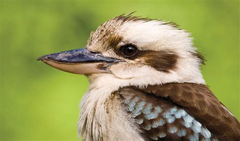 Laughing kookaburra | Australian animals | NSW National Parks