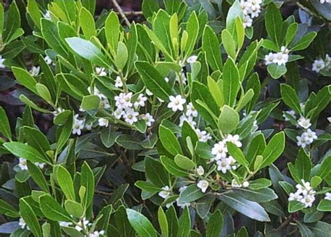 Inkberry Holly Nordic Shrubs | Holly shrub, Plants, Native plants