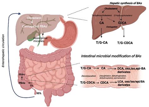 Nutrients | Free Full-Text | Bile Acid-Related Regulation of Mucosal Inflammation and Intestinal ...