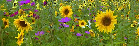 Wild Sunflower Field Panoramic Photograph by Joann Vitali - Fine Art America