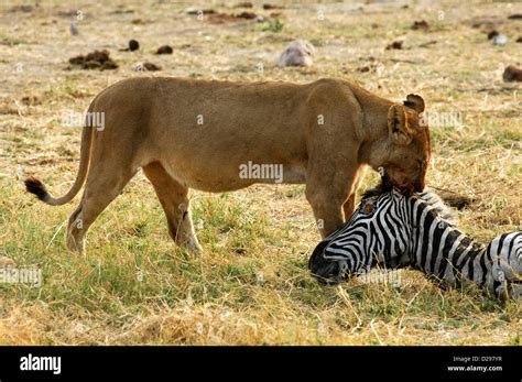 Lioness hunt zebra hi-res stock photography and images - Alamy