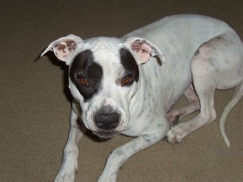 Meet Mary Jayne - The Sweet and Energetic Pitbull Dalmatian Mix