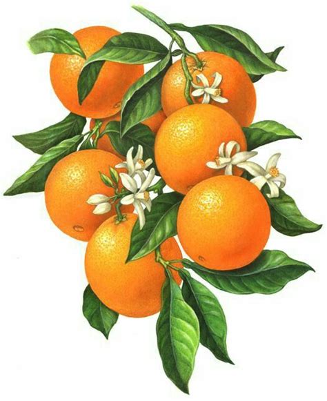 Orange Blossom Drawing | Free download on ClipArtMag