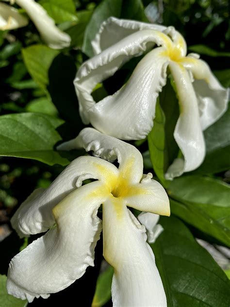 14 Easy-to-Grow Fragrant Tropical Flowers - Dengarden