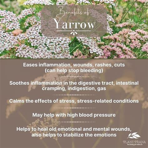 The Benefits of Yarrow - Plant Prana Essential Oils