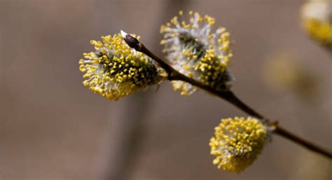 Different Types Of Witch Hazel Varieties To Add To Your Garden ...