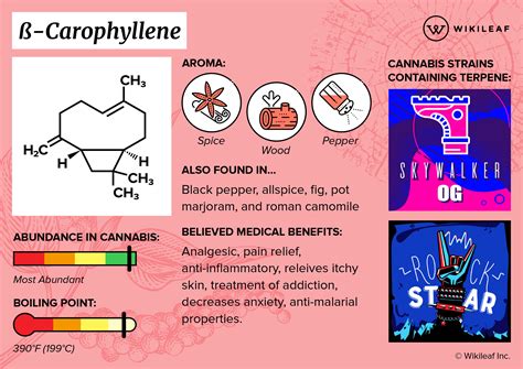 What is Caryophyllene? Does it Actually Do Anything? - Dispensary ...