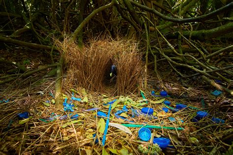 Behind the Photos: Australian Bowerbirds