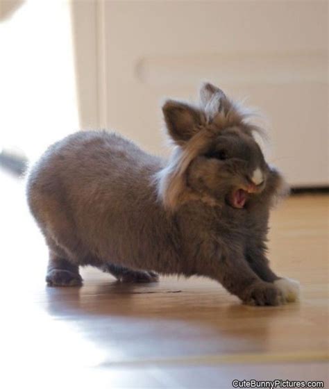 22 best rabbits yawning images on Pinterest | Bunnies, Rabbits and Funny bunnies