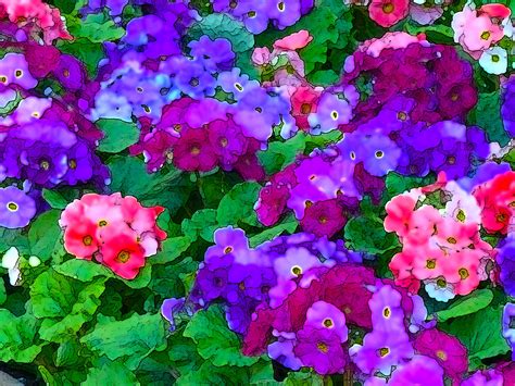 Purple Pink Flower Bed Free Stock Photo - Public Domain Pictures