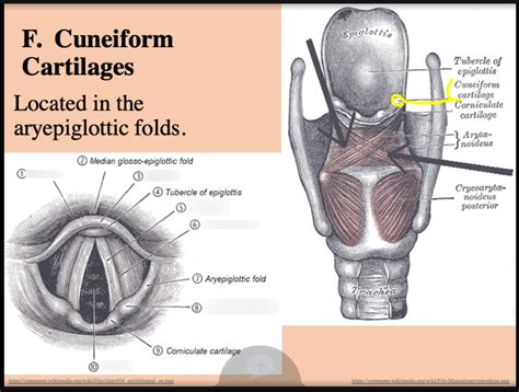 Cuneiform cartilages Diagram | Quizlet