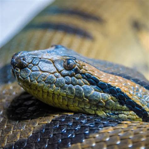 Are Snakes Carnivores? Feeding Habits, Hunting Methods - Petrapedia