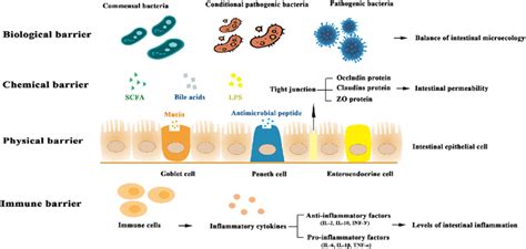 Functional role of the intestinal barrier. | Download Scientific Diagram