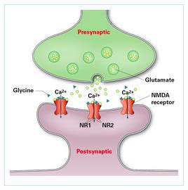 Anti-NMDA Receptor Encephalitis: Highlights in Adult Patients – FOAM EM RSS