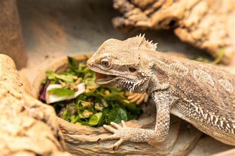 A List of Greens For Bearded Dragons - Pet Food Guide