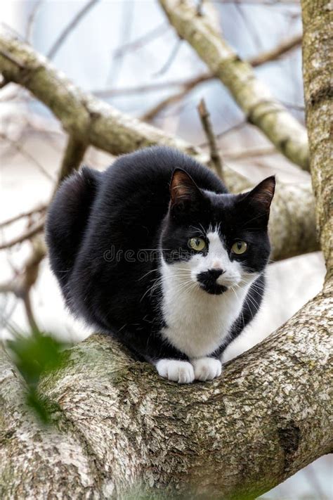 Tuxedo Cat (Felis Catus) in Urban and Suburban Homes Worldwide Stock Image - Image of urban ...