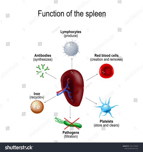 Function Spleen Red Blood Cells Creations Stock Illustration 1361274050 | Shutterstock