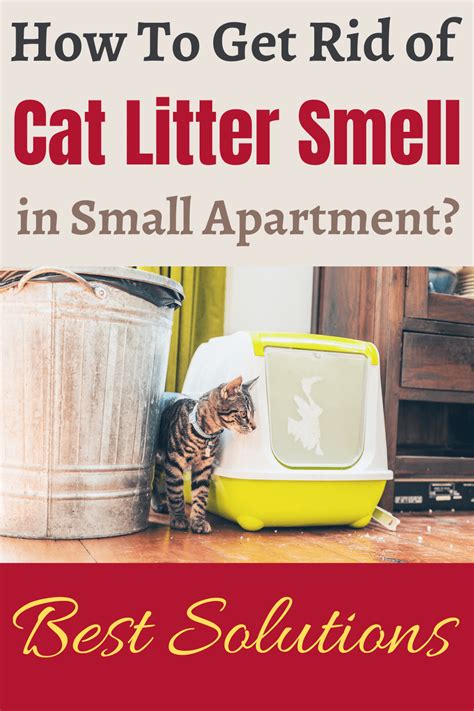 Cat Litter Smell in Small Apartment - Best Solutions