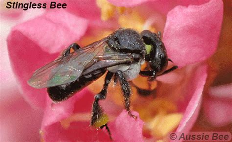 Australian Native Bees Are Often Stingless, They're Easy To