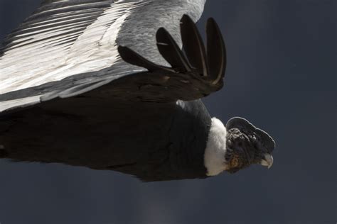 Condors Colca canyon Peru photos and information on Andean condors