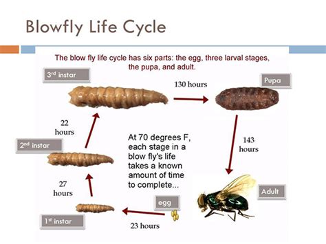 Life Cycle Of A Blowfly