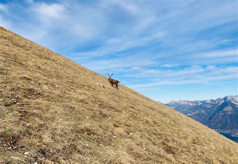 View of an Alpine Ibex on a Steep Hill · Free Stock Photo