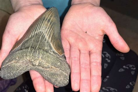 Girl, 9, Finds Megalodon Shark Tooth Fossil at Least 3M Years Old