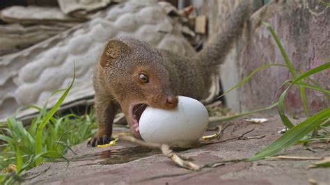 Mongoose Vs Snake Eggs