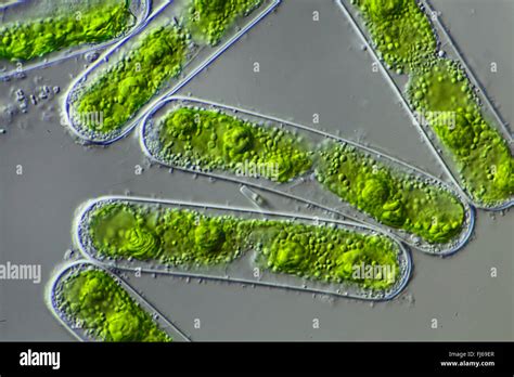 green algae (Chlorophyceae), green algae Stock Photo - Alamy