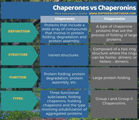 Define chaperone protein - batmanaspen