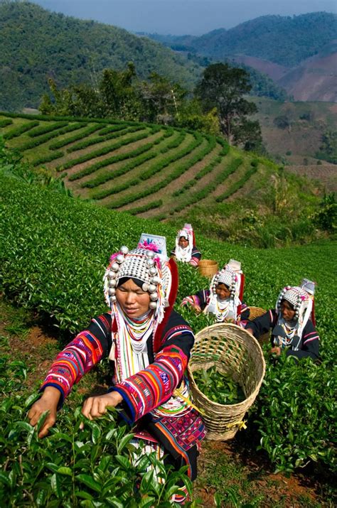 Doi Mae Salong Tea Plantation, Thailand