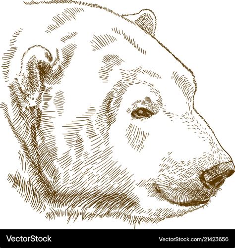 Engraving drawing of polar bear head Royalty Free Vector