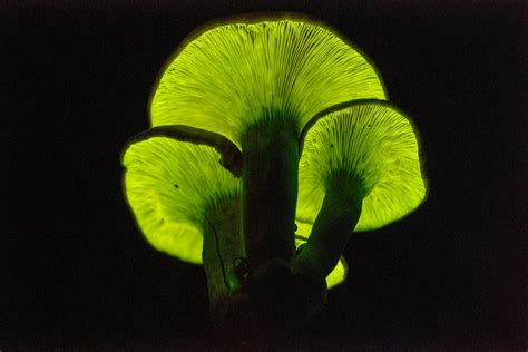 Living Nightlights: Advances in creating glow-in-the-dark plants ...