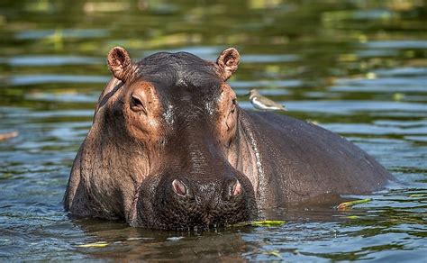 What Animals Live In The Nile River? - WorldAtlas