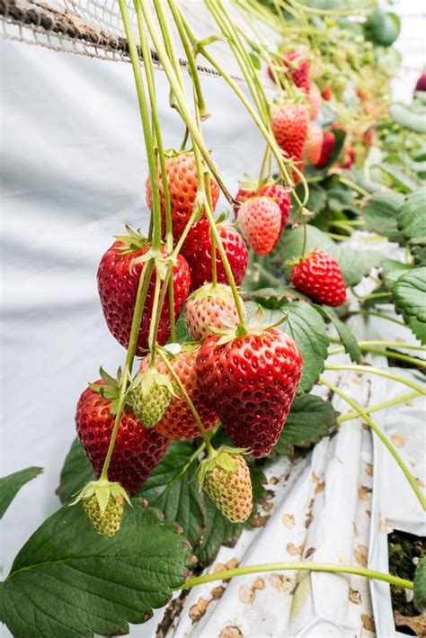 Strawberry Cultivation in Plant Stock Image - Image of strawberries, season: 68618961