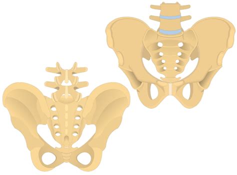 Sacrum and Coccyx Anatomy | GetBodySmart