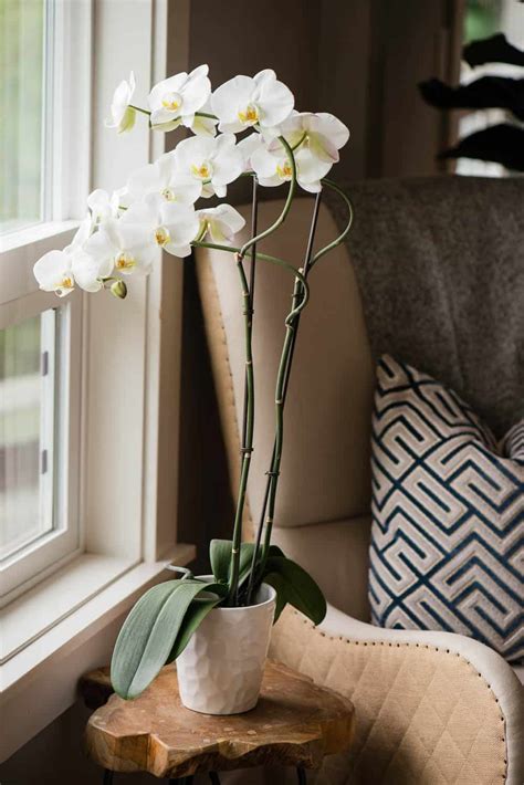 How to Care for Orchids (Beginner's Phalaenopsis Guide) | Ten Acre Baker