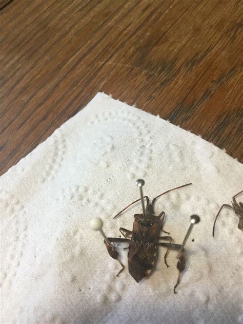 Western conifer seed bug - PEST CONTROL CANADA