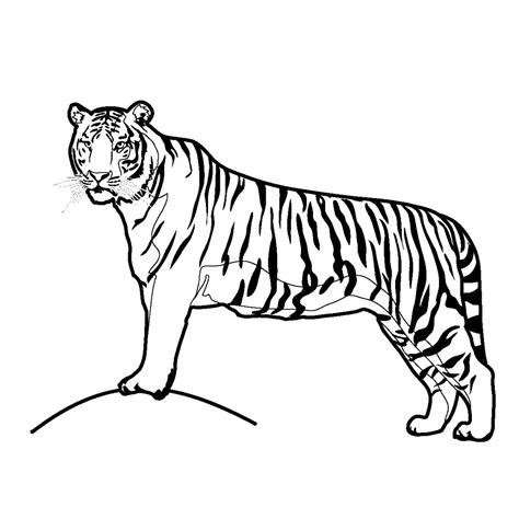 Tiger Drawing Easy | Free download on ClipArtMag