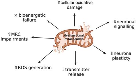 IJMS | Free Full-Text | Targetable Pathways for Alleviating Mitochondrial Dysfunction in ...