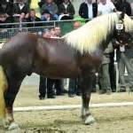 Noriker Horse Info, Origin, History, Pictures