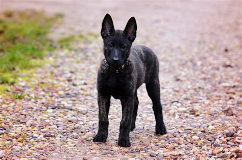 Dutch Shepherd Breed Info: Pictures, Personality, Facts, Traits | Hepper