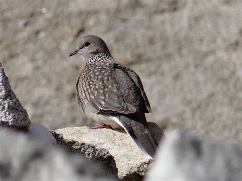 Ladakh wildlife tours, ladakh birds watching packages, birding in Ladakh, birds of ladakh ...