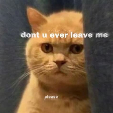 Cute don’t ever leave me memes cat meme please don’t leave me | Cute cat memes, Cute love memes ...