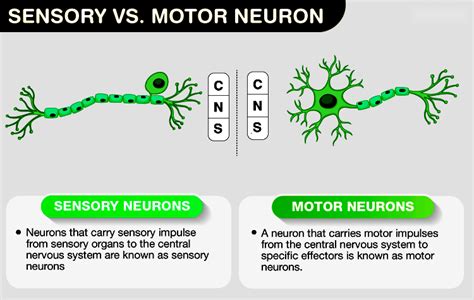 Difference Between Sensory and Motor Neuron | Testbook