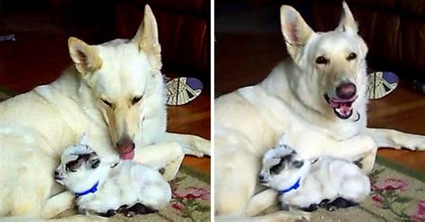 White German Shepherd Adopts Pygmy Baby Goat And Cuddles Her Like Her Own Puppy