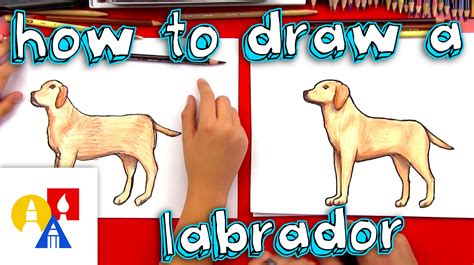 How To Draw A Labrador Retriever