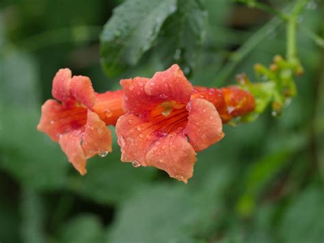 How to Grow and Care for 'Orange Jubilee' (Orange Bells)