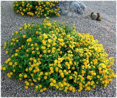 Lantana Ground Cover Yellow - ground cover good