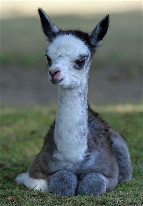 Baby Llamas Wallpapers - Wallpaper Cave